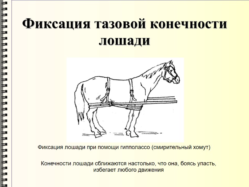 Фиксация тазовой конечности лошади Фиксация лошади при помощи гипполассо (смирительный хомут)  Конечности лошади